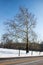 Sycamore Tree and Fence in Winter