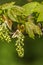 Sycamore tree flower