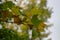 Sycamore tree leaves are starting to turn yellow at the start of Autumn.