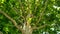 Sycamore tree. Platanus orientalis. Spotted plane tree trunk under sunlight_10