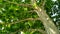 Sycamore tree. Platanus orientalis. Spotted plane tree trunk under sunlight_11