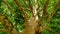 Sycamore tree. Platanus orientalis. Spotted plane tree trunk under sunlight_2