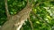 Sycamore tree. Platanus orientalis. Spotted plane tree trunk under sunlight_9