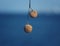 Sycamore tree seeds with sky background in Istanbul