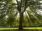 Sycamore Tree in the Sun