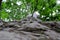 Sycamore tree trunk with branches and green summer leafage. Closeup of bark structure. Bottom view