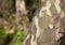 Sycamore tree trunk Platanus occidentalis with a unique military-colored bark in a jigsaw shape in a forest