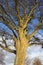 Sycamore tree in winter