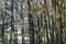 Sycamore trees in autumn with peeling back on their trunks and some ivy climbing up the trees