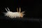 Sycamore Tussock Moth