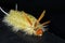 Sycamore Tussock Moth Caterpillar