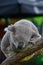 Sydney Aquarium & Wild Life - Koala 2