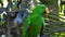 SYDNEY, AUSTRALIA - AUG, 11, 2013: close up of a green eclectus parrot perched on a branch