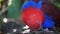 SYDNEY, AUSTRALIA - AUG, 11, 2013: close up of a red eclectus parrot perched on a branch