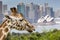 SYDNEY, AUSTRALIA - DECEMBER 27, 2015. Giraffes at Taronga Zoo w