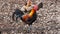 SYDNEY, AUSTRALIA - JAN, 21, 2014: a junglefowl rooster and hens on the forest floor