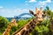 Sydney, Australia - January 11, 2014 : Giraffe at Taronga Zoo in Sydney with Harbour Bridge in background.