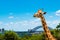 Sydney, Australia - January 11, 2014 : Giraffe at Taronga Zoo in Sydney with Harbour Bridge in background.