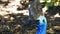 SYDNEY, AUSTRALIA - NOV, 30, 2014: southern cassowary head