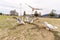 SYDNEY, AUSTRALIA - NOVEMBER 25, 2014: Feeding Silver Gull Close to Bondi Beach, Sydney, Australia. Wide Angle. Flying