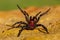 Sydney Funnel-web spider