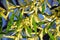 Sydney Golden Wattle (Acacia longifolia)