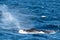 Sydney, NSW/Australia: Whales Watching in the Australian Ocean