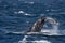 Sydney, NSW/Australia: Whales Watching in the Australian Ocean