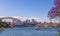 Sydney Opera House and Harbor bridge with Jacaranda tree and buildings in background, Sydney Opera House and Harbor Bridge are the