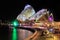 Sydney Opera House with striking `Vivid Sydney` lighting