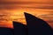 Sydney Opera House at Sunrise