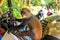 Sykes` monkey Cercopithecus albogularis, also known as the white-throated monkey or Samango monkey sitting on motorcycle