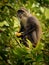 Sykes monkey - Cercopithecus albogularis also known white-throated or Samango or silver or black or blue or diademed monkey, found