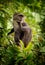 Sykes monkey - Cercopithecus albogularis also known white-throated or Samango or silver or black or blue or diademed monkey, found