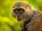 Sykes monkey - Cercopithecus albogularis also known white-throated or Samango or silver or black or blue or diademed monkey, found