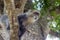 Sykes` monkey Cercopithecus albogularis,close-up in forest. Zanzibar.