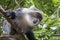 Sykes` monkey Cercopithecus albogularis,close-up in forest. Zanzibar.
