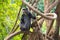 Sykes` monkey White throated monkey, Samango monkey sitting on branch in Manyara Region, Tanzania, Africa