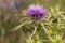 Sylibum marianum large thistle and huge puas very common in the Iberian Peninsula