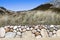 Sylt Green planted Stonewall in front of dunes