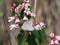 Sylvan Hairstreak butterfly on Spreading Dogbane