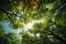 Sylvan perspective Looking up at the vibrant tree canopies