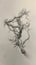 Sylvan Serenity: Captivating Pencil Drawing of Nature\\\'s Gnarled Vine