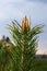 sylvestris Scotch European red pine Scots or Baltic pine. closeup macro selective focus branch with cones flowers and pollen over