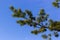 sylvestris Scotch European red pine Scots or Baltic pine. closeup macro selective focus branch with cones flowers and pollen over