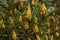 sylvestris Scotch European red pine Scots or Baltic pine. closeup macro selective focus branch with cones flowers and pollen over