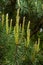 sylvestris Scotch European red pine Scots or Baltic pine. closeup macro selective focus branch with cones flowers and pollen over