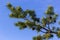 sylvestris Scotch European red pine Scots or Baltic pine. closeup macro selective focus branch with cones flowers and pollen over