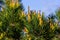 sylvestris Scotch European red pine Scots or Baltic pine. closeup macro selective focus branch with cones flowers and pollen over