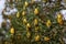 sylvestris Scotch European red pine Scots or Baltic pine. closeup macro selective focus branch with cones flowers and pollen over